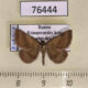 76444p Noctuidae Phytometra viridaria Krasnoyarsk reg. $8