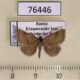 76446p Noctuidae Phytometra viridaria Krasnoyarsk reg. $8