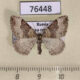 76448p Geometridae Xanthorhoe decoloraria Tyva rep. $6