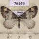 76449p Geometridae Dysstroma truncata Tyva rep. $4