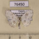 76450p Geometridae Problepsis vestalis Uganda $6