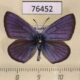 76452p Lycaenidae Cyaniris semiargus Kazakhstan $6