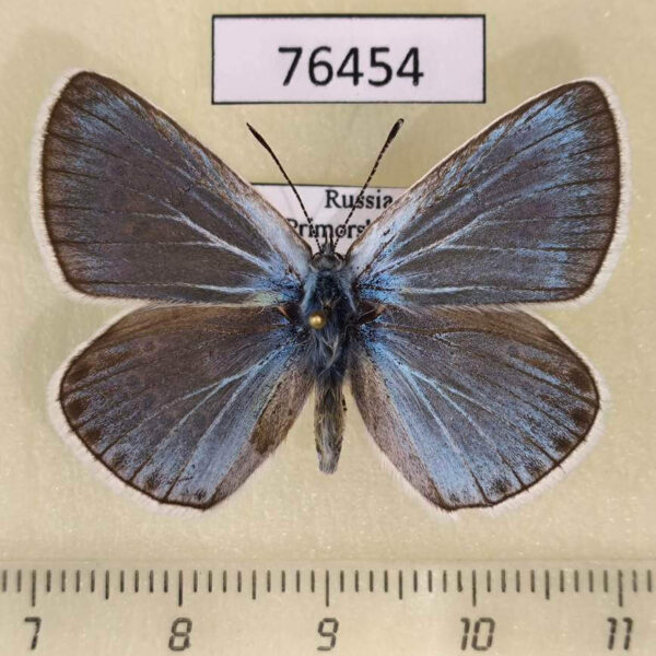 Lycaenidae Plebicula amandus Primorye