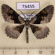 76455p Geometridae Alcis deversata Khakassia rep. $5