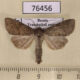 76456p Noctuidae Parastichtis suspecta Transbaikal reg. $6
