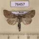 76457p Noctuidae Parastichtis suspecta Transbaikal reg. $4