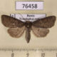 76458p Noctuidae Parastichtis suspecta f Transbaikal reg. $7