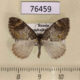 76459p Geometridae Dysstroma latefasciata Transbaikal reg. $5