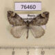76460p Geometridae Dysstroma citrata Transbaikal reg. $5