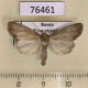 76461p Noctuidae Longalatedes elymi Tyva rep. $12