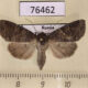76462p Noctuidae Parastichtis suspecta f Tyva rep. $9