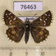 76463p Hesperiidae Pyrgus alveus Tyva rep. $4