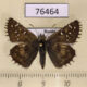 76464p Hesperiidae Pyrgus alveus Tyva rep. $4
