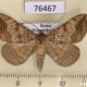 76467p Noctuidae Blasticorhinus ussuriensis Primorye $4