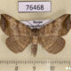 76468p Noctuidae Blasticorhinus ussuriensis Primorye $4