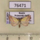 76471p Noctuidae Phytometra amata Primorye $30