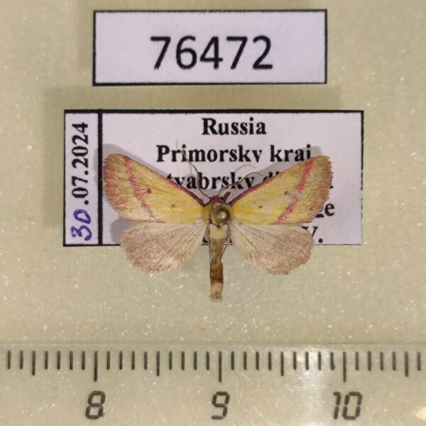 Noctuidae Phytometra amata Primorye
