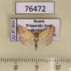 76472p Noctuidae Phytometra amata Primorye $30