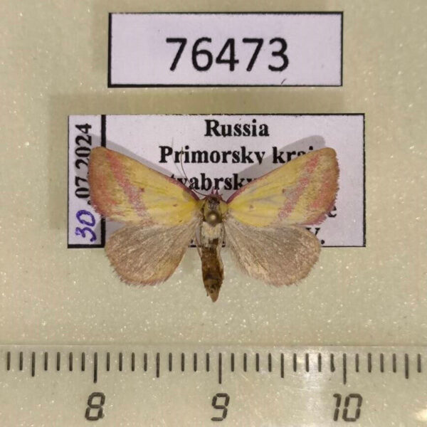 Noctuidae Phytometra amata Primorye