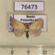 76473p Noctuidae Phytometra amata Primorye $30