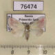 76474p Noctuidae Eublemma amasina Primorye $5