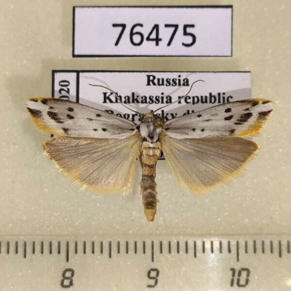 Pyralidae Cremnophila sedakovella Khakassia rep.