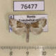 76477p Noctuidae Mesoligia furuncula Transbaikal reg. $6