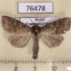 76478p Noctuidae Parastichtis suspecta Transbaikal reg. $4