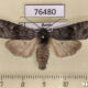 76480p Noctuidae Lithomoia solidaginis Transbaikal reg. $6