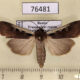 76481p Noctuidae Albocosta stenzi Transbaikal reg. $8