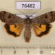 76482p Noctuidae Noctua interposita Tyva rep. $3