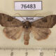 76483p Noctuidae Xestia baja Tyva rep. $7