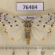 76484p Arctiidae Stigmatophora micans Tyva rep. $4