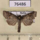 76486p Noctuidae Parastichtis suspecta Tyva rep. $4