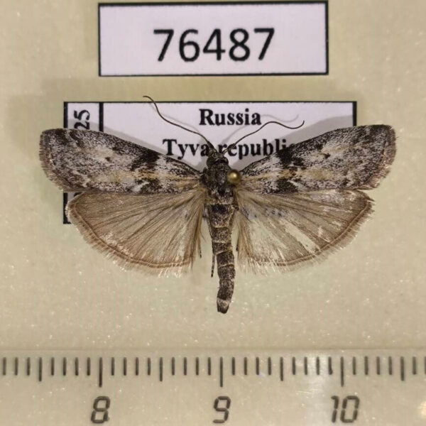 Pyralidae Sciota hostilis Tyva rep.