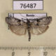 76487p Pyralidae Sciota hostilis Tyva rep. $5