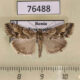 76488p Crambidae Evergestis sorhageni Tyva rep. $8