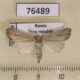 76489p Noctuidae Longalatedes elymi Tyva rep. $9