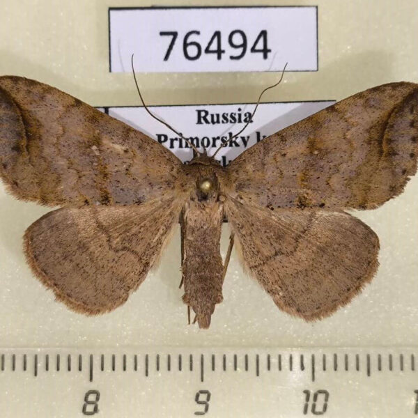 Noctuidae Blasticorhinus ussuriensis f Primorye
