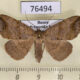 76494p Noctuidae Blasticorhinus ussuriensis f Primorye $5