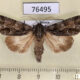76495p Noctuidae Acronicta digna Primorye $7