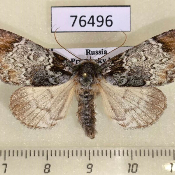 Noctuidae Belciades niveola Primorye