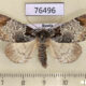 76496p Noctuidae Belciades niveola Primorye $5