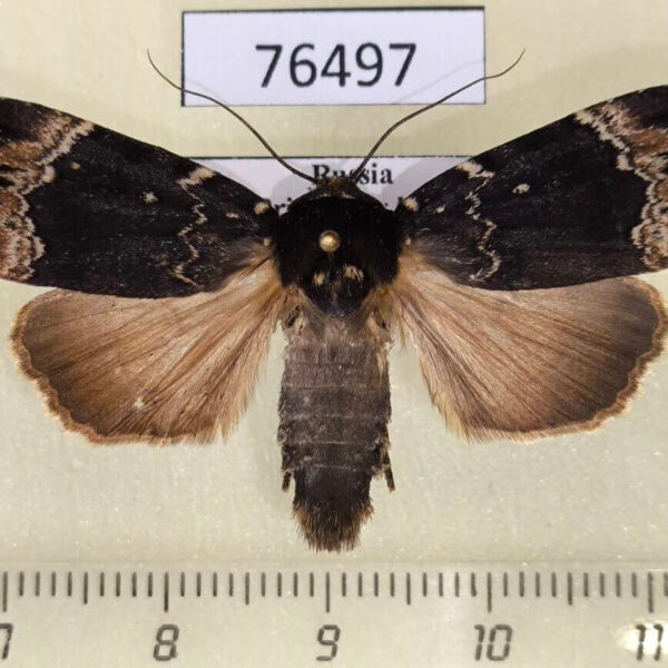 Noctuidae Amphipyra jankowskii Primorye
