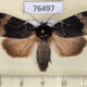 76497p Noctuidae Amphipyra jankowskii Primorye $7