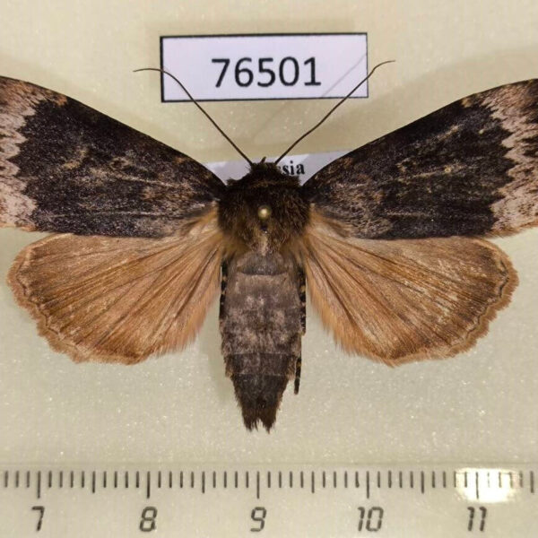 Noctuidae Amphipyra perflua f Tyva rep.