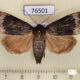 76501p Noctuidae Amphipyra perflua f Tyva rep. $8