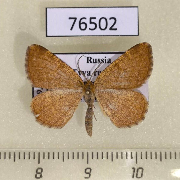 Geometridae Macaria brunneata Tyva rep.