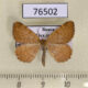 76502p Geometridae Macaria brunneata Tyva rep. $5
