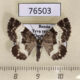 76503p Geometridae Spargania luctuata Tyva rep. $5